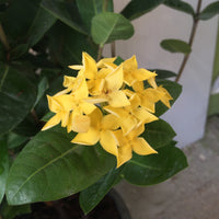 Ixora Coccinea Yellow