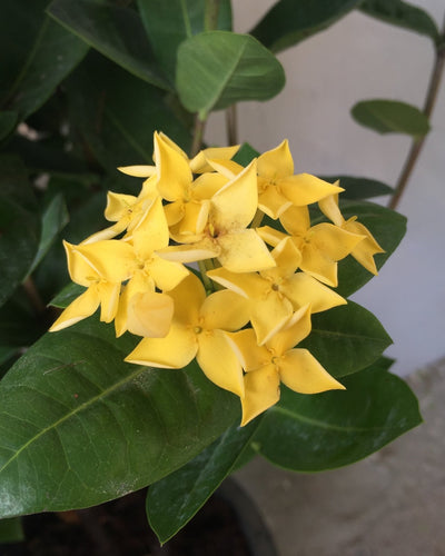 Ixora Coccinea Yellow