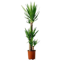 Yucca Indoor
