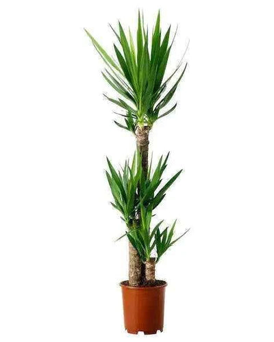 Yucca Indoor